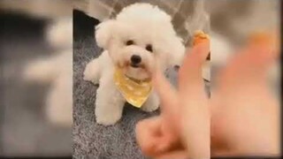newborn dogs so cute  😍😍😍 | Dog lifestyle