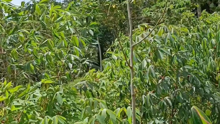 the beauty of nature and environment