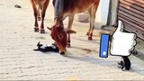 Cow Playing with his little friend