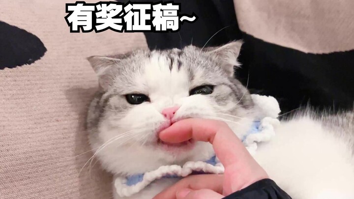 In my daily life with my cat, I discovered their playful etiquette: "When drinking water, you must l