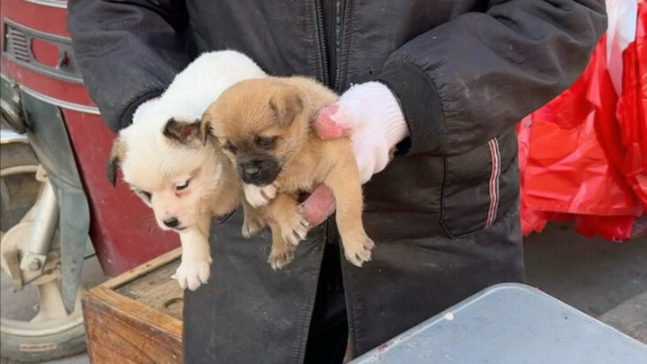 Buy pork, get a dog free!