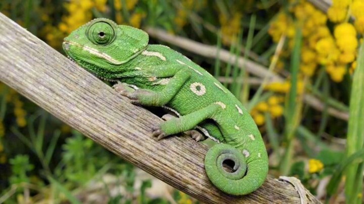 fakta unik chameleon