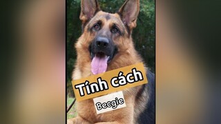 Tính cách của chú chó Becgie! kcbweb thucungvuinhon thucungdethuong pet thucung nuoidaythucung chó chó_cưng