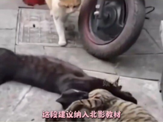 Bahkan kucing pun tak bisa menolak pola macan tutul!