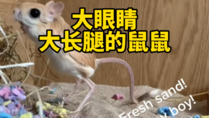 Many people don’t like mice, but what if it’s a little mouse with big eyes and long legs?