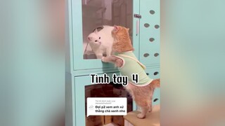 Trả lời  Kết thúc drama với sự flop 🤣🤣🤣 cat mèo