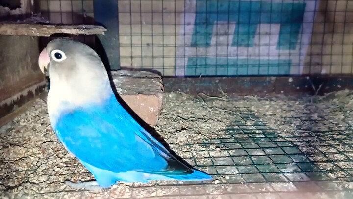 burung lovebird jenis violet di dalam kandang