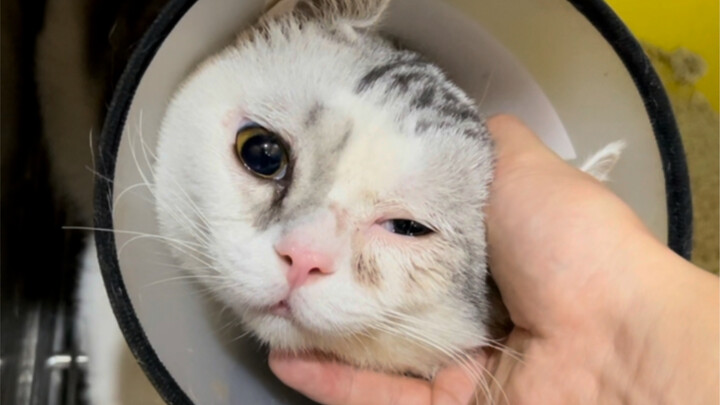 The Anti-Feral Druid Alliance's New Trick