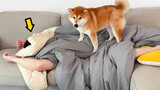 I can't sleep well since I got the Shiba Inu