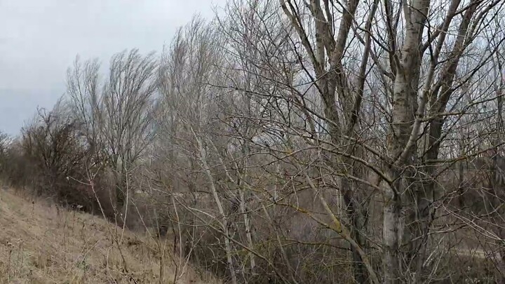 Windstorm/3  trees sound vith wind