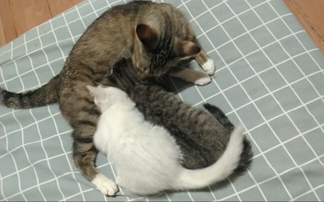 [Cats] Mother Cat Is Happy That Her Kitten Is Back