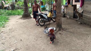 𝙈𝙘𝙡𝙚𝙖𝙣 𝙆𝙚𝙡𝙨𝙤 𝙑𝙎 𝙎𝙬𝙚𝙖𝙩𝙚𝙧 𝘽𝙪𝙡𝙞𝙠 𝙨𝙥𝙖𝙧