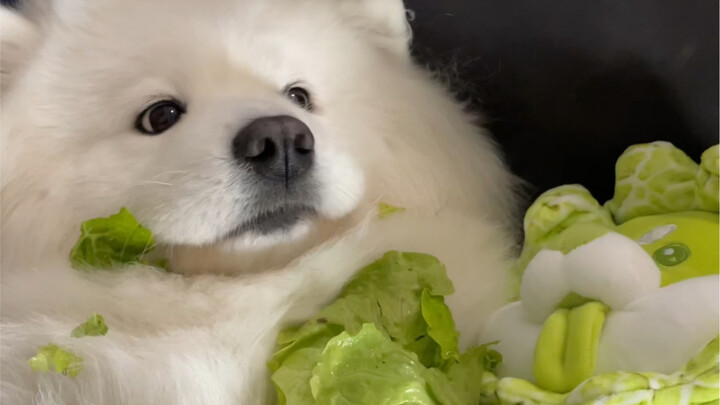 كلب الخضار = كلب يحب أكل الخضار