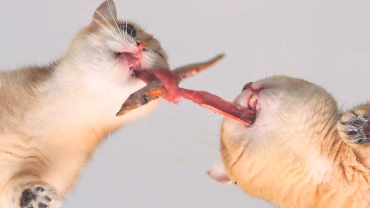 It’s so hard to eat a bite of meat from your house!