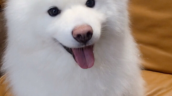 Ternyata begini caranya samoyed menggemaskan, baru tahu nih!