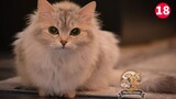 Funny and Cute Cats Compilation- Những Chú Mèo Đáng iu