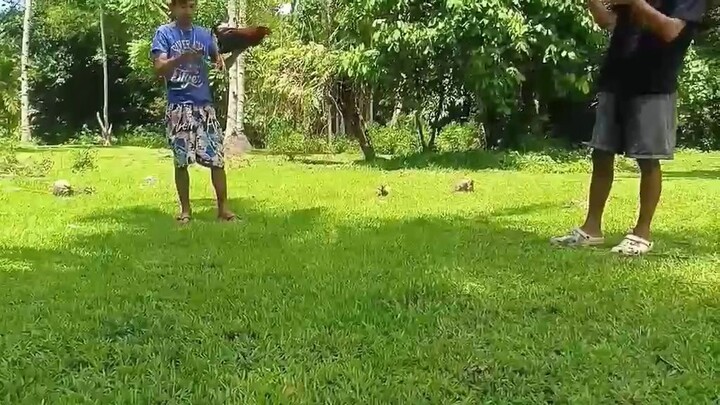 Magaling sana hindi lng Umubra manok ng kasama namin