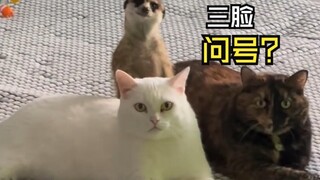 Video-video hewan yang sedang menyembuhkan itu!