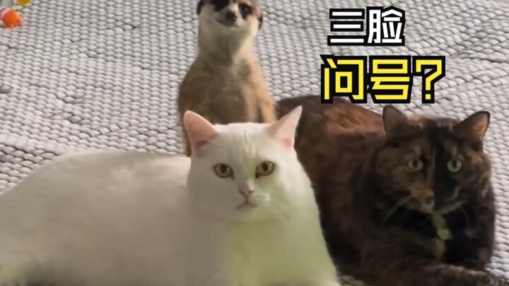 Those healing animal videos!
