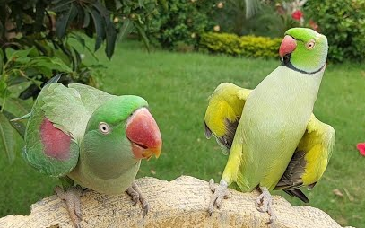 Rối loạn giao tiếp và người cực kỳ hòa đồng