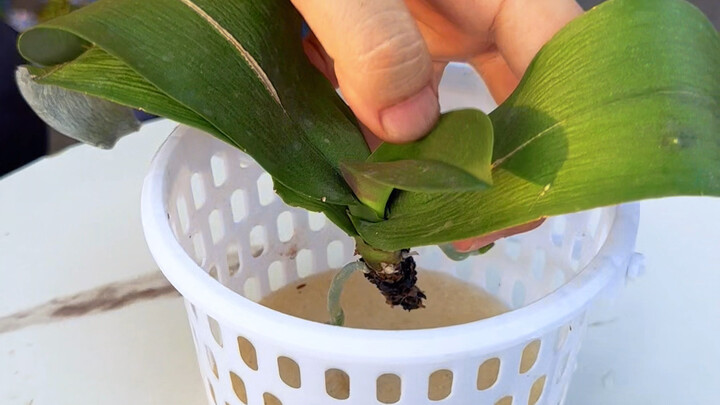 The Phalaenopsis has completely rotted roots—just use this method.