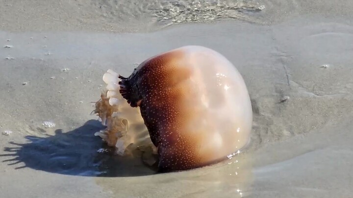 Someone will take me away before I completely burn out, right?