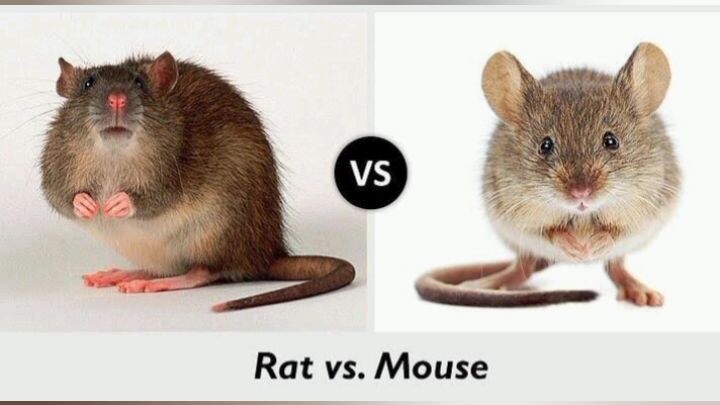 Trailer Ratatouille  2  2023