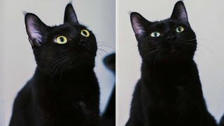 Kucing hitam kecil yang lucu dan sopan