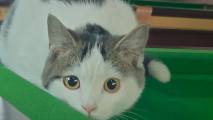 Encountering a Peerless Cat at the Billiard Hall
