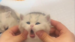 “เหมียว เหมียว ไม่ใช่เรื่องใหญ่!”