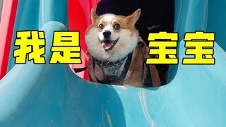 อย่าพาหมาไปเที่ยวสวนสนุกเด็ดขาด ไปแล้วจะไม่ยอมกลับบ้านเลย...