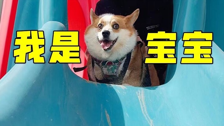 千万别带狗狗玩游乐园，去了就不肯回家啦...