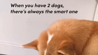 Video by Cute Pet Club (21)
