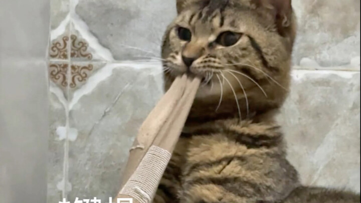 الصيحة الموحدة في كل أنحاء البلاد: سواء كان هناك أمر أم لا، ابدأ بالاتصال بأمك أولاً!