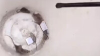 Kenapa kamu tidak takut? Tikus: Aku tidak takut.