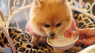 แมวจอมซ่าหมาจอมซน Coffee Puppy 1/3