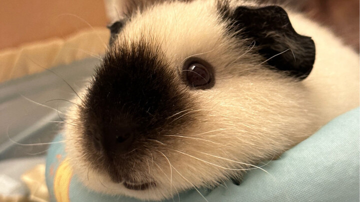 Ternyata suara mobil tikus hamster itu benar-benar ada, suara “515151”-nya lucu banget!