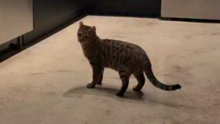 cat's target
