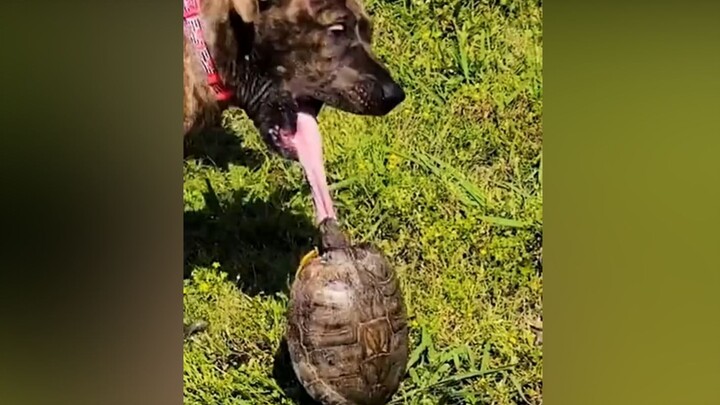 This dog... made me laugh for 3 minutes and 48 seconds.