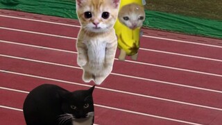 Banana Cat and friends join a sprint race, and once again, they end up crying.