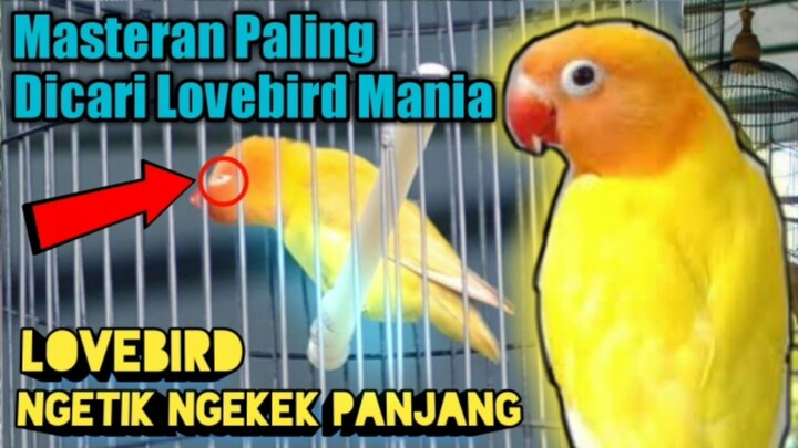 Paling DiCari, Pancingan Suara Burung Lovebird Ngetik Ngekek Panjang