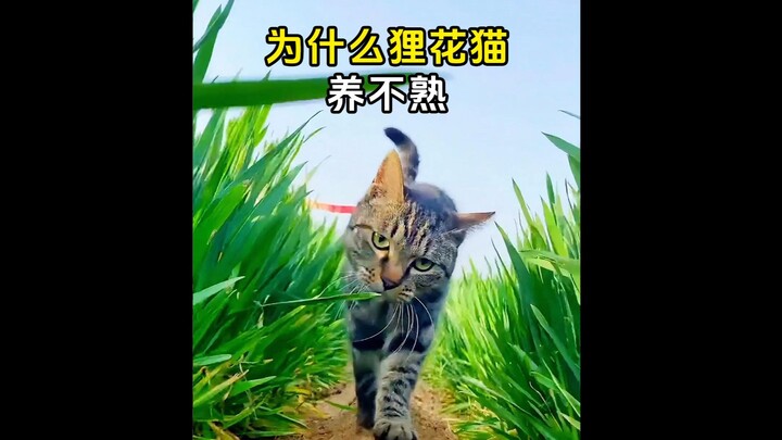 为什么狸花猫是最难养熟的？
