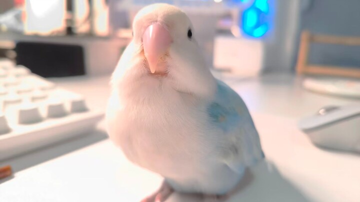 Cửa hàng đồ ăn vặt xoay của chim non 🏪