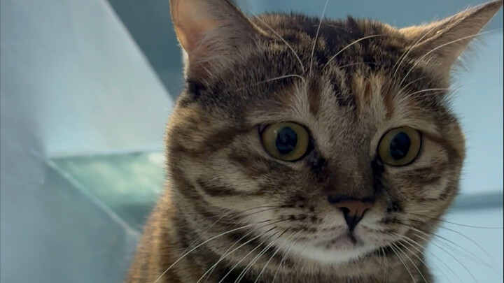 หลังเลิกงาน แมวของแฟนมาจี้ถาม: พ่อหนูไปไหนแล้ว แมวๆๆ???