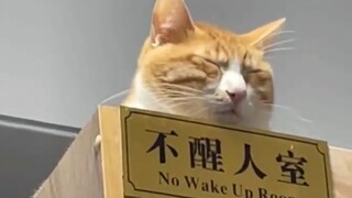 《动物界显眼包》