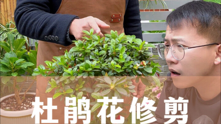 How to Prune Azaleas