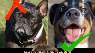 Kabar baik! Belanda telah secara penuh melarang pengembangbiakan anjing berhidung pesek ekstrem!