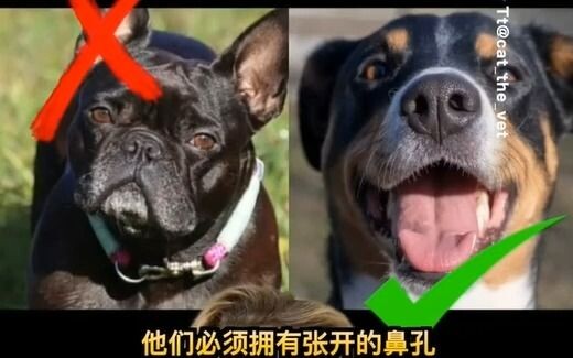 Good news! The Netherlands has completely banned the breeding of extreme brachycephalic dogs!