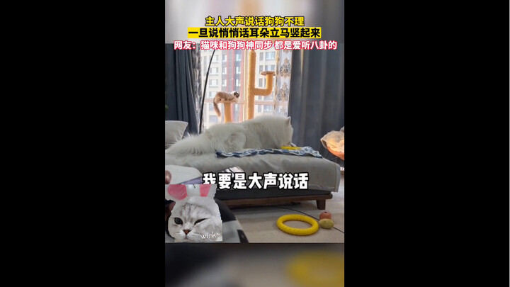 Di Shanxi, saat sang majikan berbicara keras, anjingnya tak menghiraukan; begitu mulai berbisik, tel