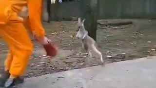 Trick a kangaroo into a bag